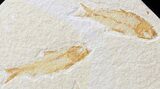 Multiple Knightia Fossil Fish Plate - x #42452-2